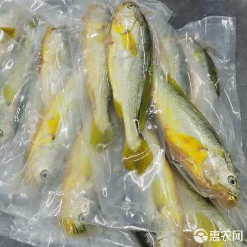 热销 条冻黄鱼黄花鱼活鱼品质大量加工大黄鱼海鱼