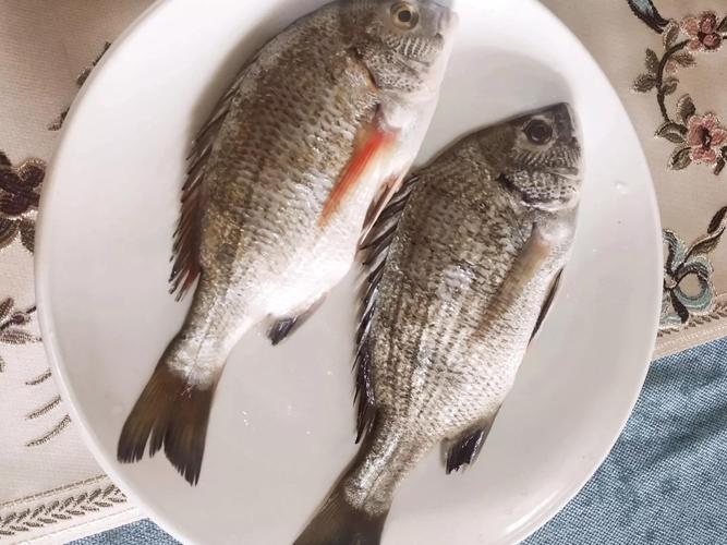 小海鱼种类
