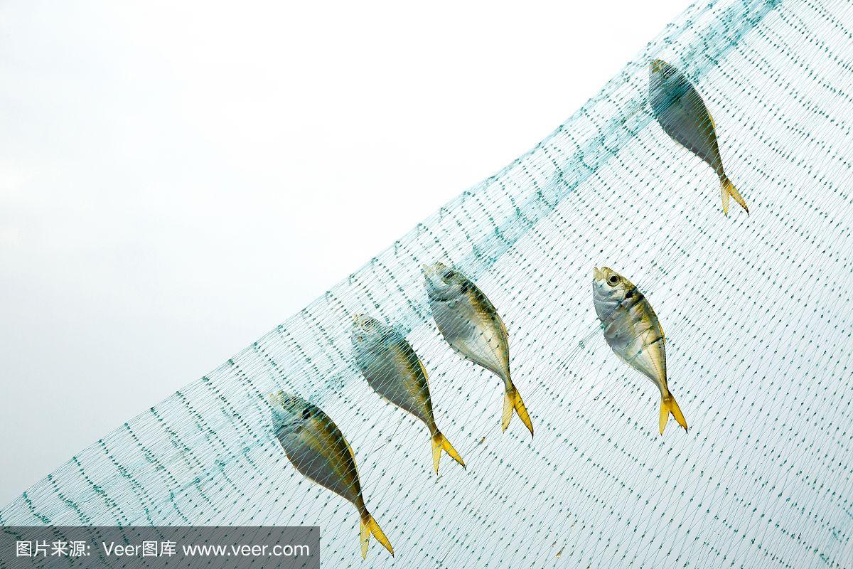 海鱼网在白色的背景上